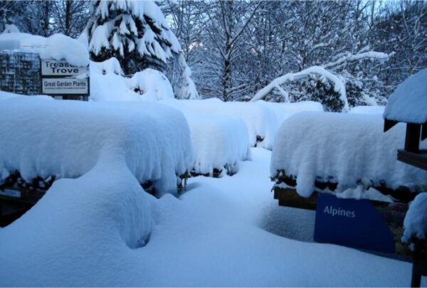 new-hopetoun-gardens-edinburgh-alpines-snow