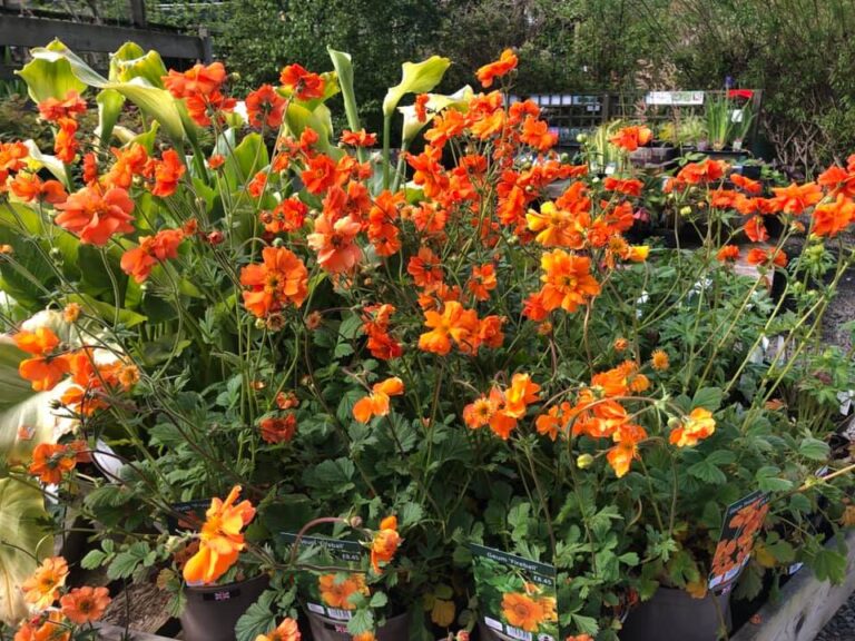 Buy Garden Plants Edinburgh's New Hopetoun Garden Centre