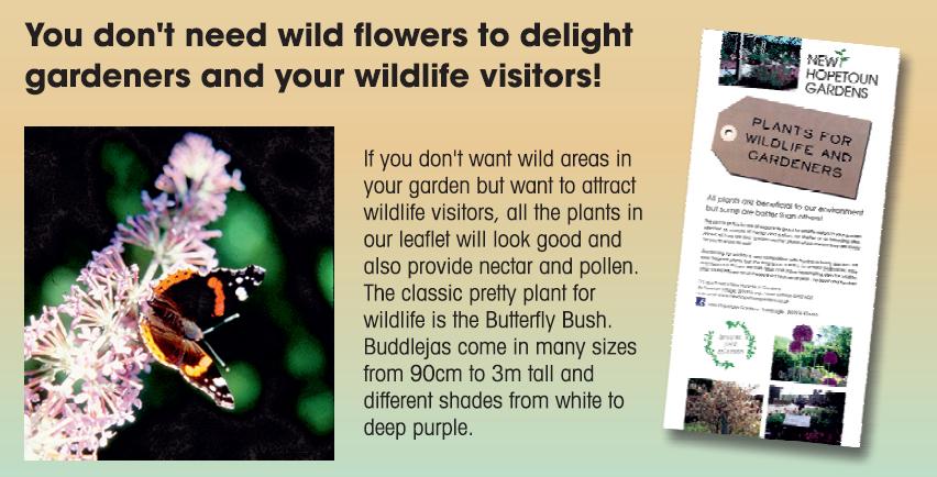 Plants for wildlife & gardeners