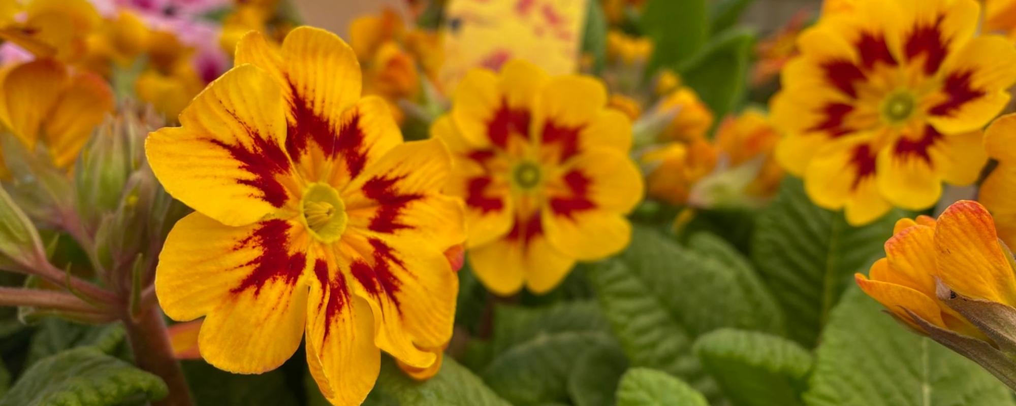 Garden Centres Edinburgh New Hopetoun Garden Centre Tearoom