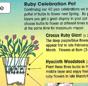 Pots of Spring flowering bulbs