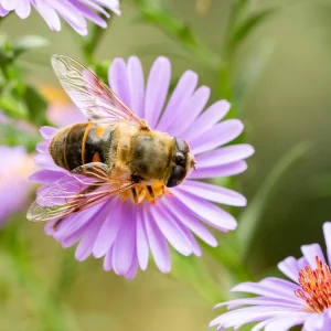 Bee-friendly Borders